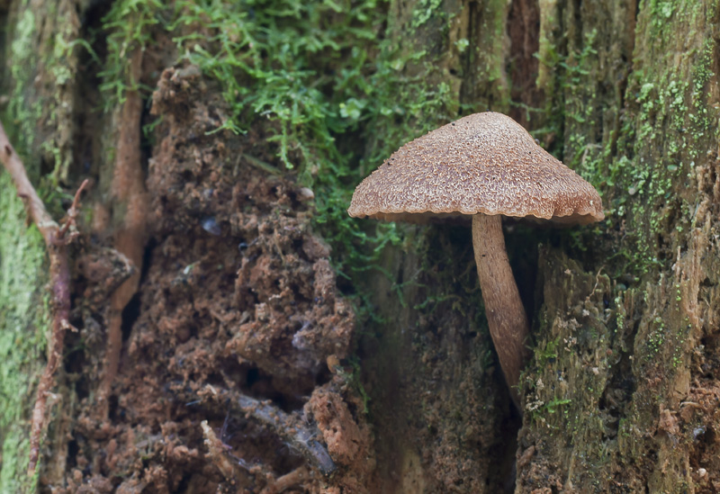 Gymnopilus josserandii